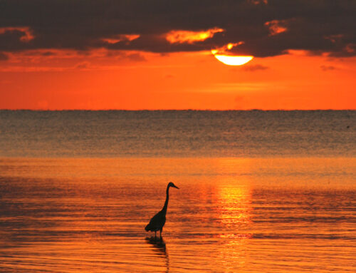 Sunrise Egret, Key West – 2011