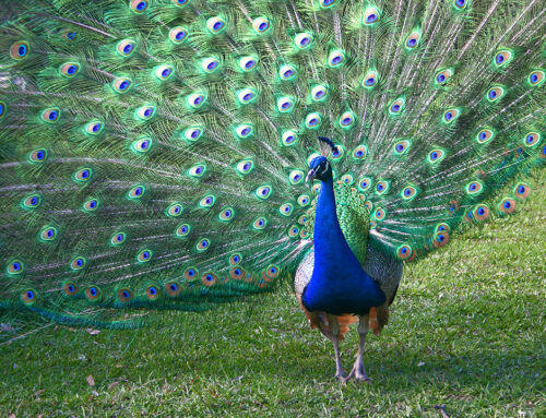 Peacock at Magnolia Plantation