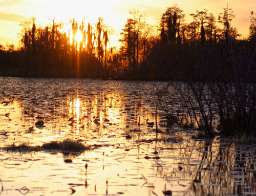 Okefenokee Swamp – Falling Sun