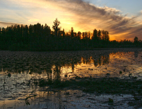 Okefenokee Swamp – Chesser Prairie Sunset