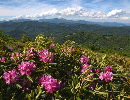 Rhododendron Blooms on Little Pisgah