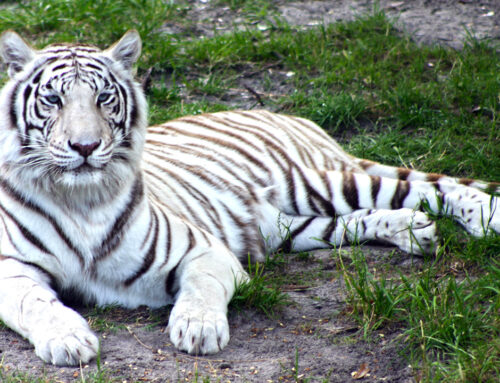 White Tiger at Busch Gardens